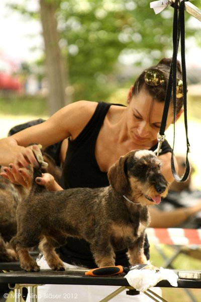 2012-07-01 B & B - Bedlington & Bichon Fun Day (27)_1000x1500.jpg